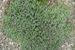 Nursery (flower, shrubs, ornamental trees): Thymus pseudolanuginosus – Woolly thyme