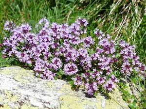 Thymus serpyllum Wild thyme