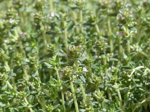 Thymus vulgaris – French summer thyme