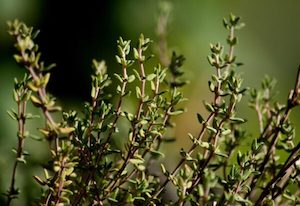 Thymus vulgaris – Winter thyme