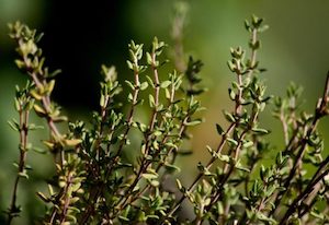 Nursery (flower, shrubs, ornamental trees): Thymus vulgaris – Winter thyme