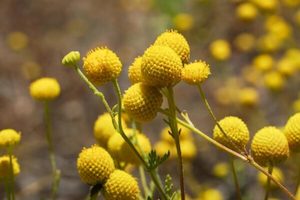 Nursery (flower, shrubs, ornamental trees): Pycnosorus globosus syn Craspedia globosus