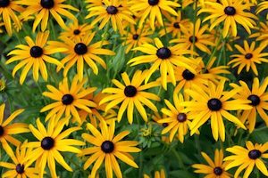 Rudbeckia ‘Goldsturm’