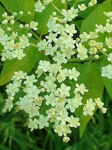 Nursery (flower, shrubs, ornamental trees): Sambucus nigra – Elderberry