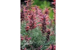 Nursery (flower, shrubs, ornamental trees): Agastache rupestris ‘Apache Sunset’