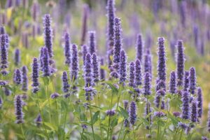 Agastache rugosa Licorice Blue