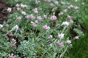 Antennaria dioica