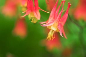 Aquilegia canadensis