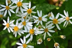 Eurybia divaricata syn. Aster divaricatus