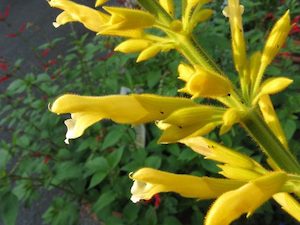 Nursery (flower, shrubs, ornamental trees): Salvia madrensis – forsythia sage