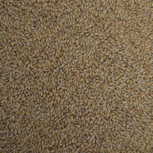 Pilsner Malt (Malteurop)