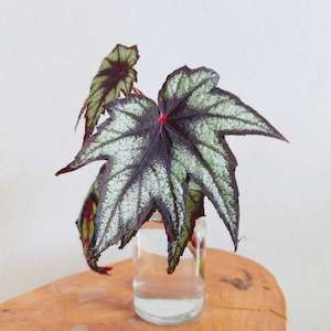 Begonia ‘LITTLE BROTHER MONTGOMERY’ ▸枫叶秋海棠