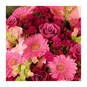 Vibrant Pink Bouquet - Auckland only