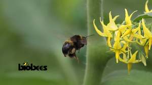 Horticultural: Standard Bumblebee Hive