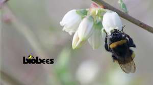 Medium Bumblebee Hive