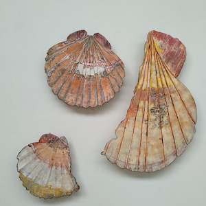 Scallop Shell Triptych