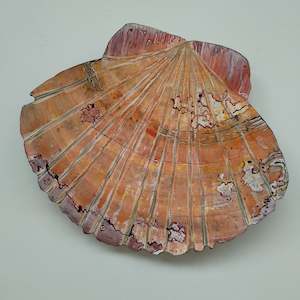 Scallop Shell