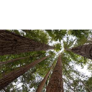 Redwoods Above