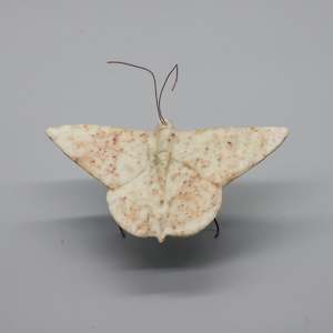 Art gallery: Stone Butterfly