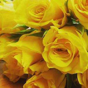 Yellow Roses