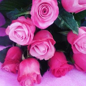 Pink Roses