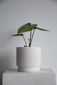 Plants: Monstera Deliciosa