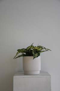 Office Furniture: Aglaonema Thai Snowflakes