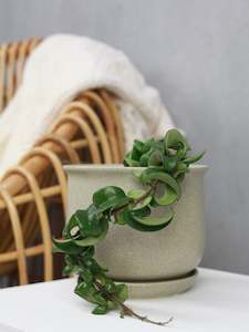 Plants: Hoya Hindu Rope