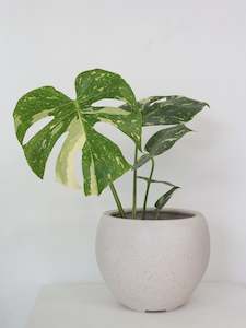 Plants: Thai Constellation Monstera