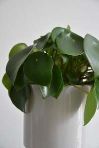 Plants: Peperomia Polybotrya