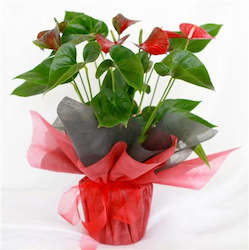 Anthurium plant