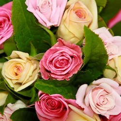 Pink Rose Posy