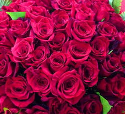 50 Red Roses