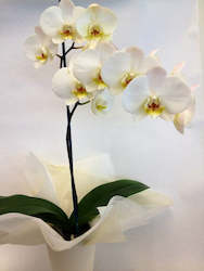 Phalaenopsis Orchid Plant