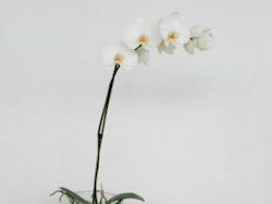 Phalaenopsis Orchid Plant in Glass Vase