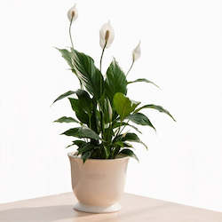 Indoor Green house plant