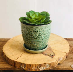 Succulent Plant