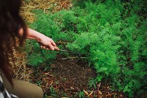 Gardening: Barebones Japanese Weeding Hoe - Walnut