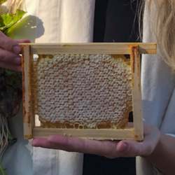 Plastic Free Comb Honey