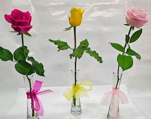 Coloured Rose in Vase