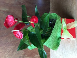 Anthurium