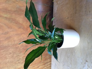 Peace Lily Plant