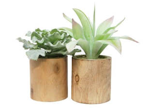 2 Asst Lrg Succulent In Wooden Planter