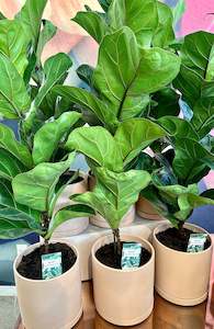 Ficus Lyrata Bambino