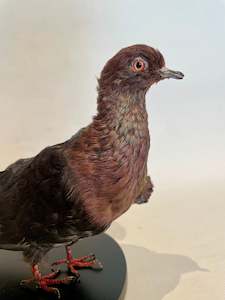 Archangel Pigeon Taxidermy no.2