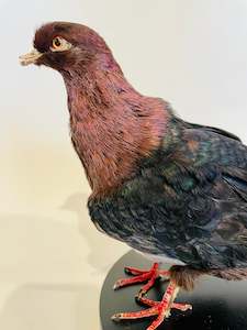 Archangel Pigeon Taxidermy no.1