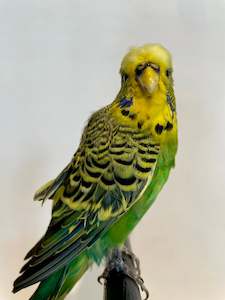 Department store: Atticus the Budgie-Taxidermy