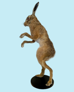 Standing Hare