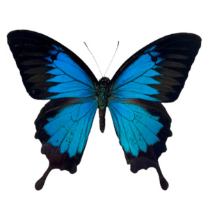 Department store: Blue Mountain Swallowtail