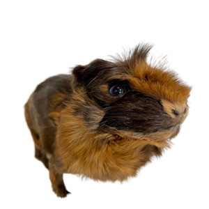 Guinea Pig-Taxidermy